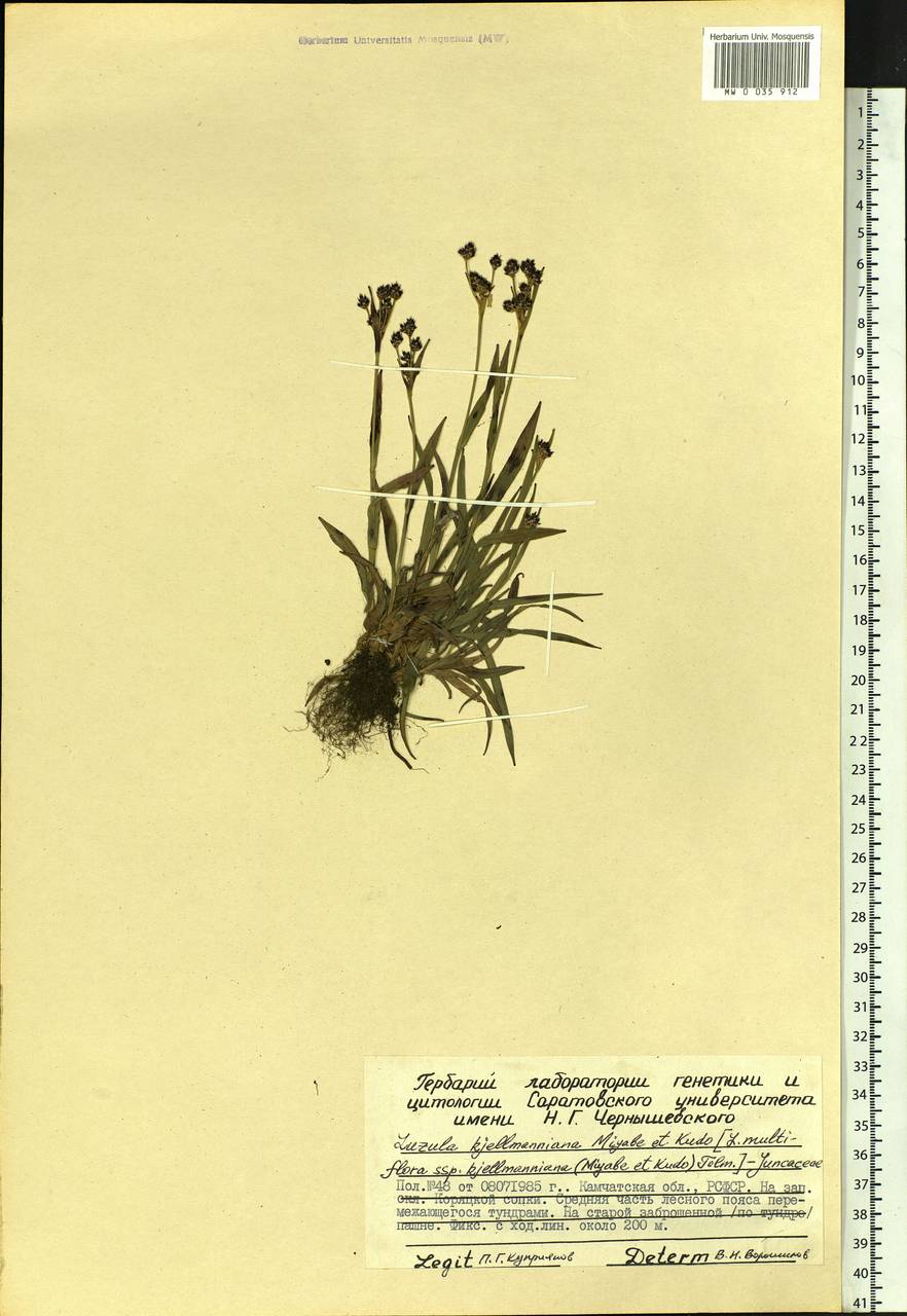 Luzula kjellmaniana Miyabe & Kudô, Siberia, Chukotka & Kamchatka (S7) (Russia)