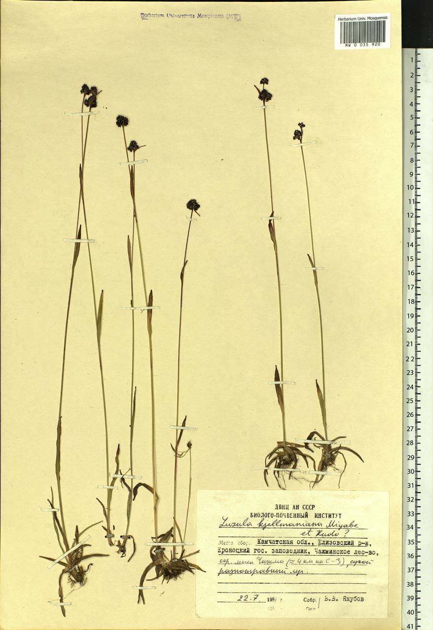 Luzula kjellmaniana Miyabe & Kudô, Siberia, Chukotka & Kamchatka (S7) (Russia)