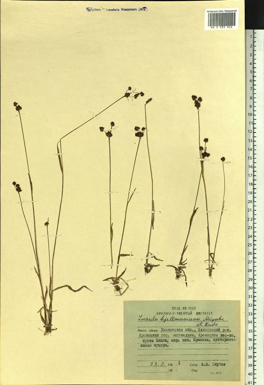 Luzula kjellmaniana Miyabe & Kudô, Siberia, Chukotka & Kamchatka (S7) (Russia)