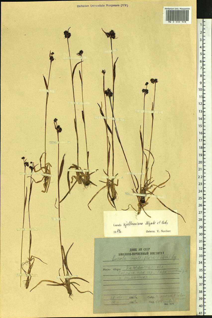 Luzula kjellmaniana Miyabe & Kudô, Siberia, Chukotka & Kamchatka (S7) (Russia)