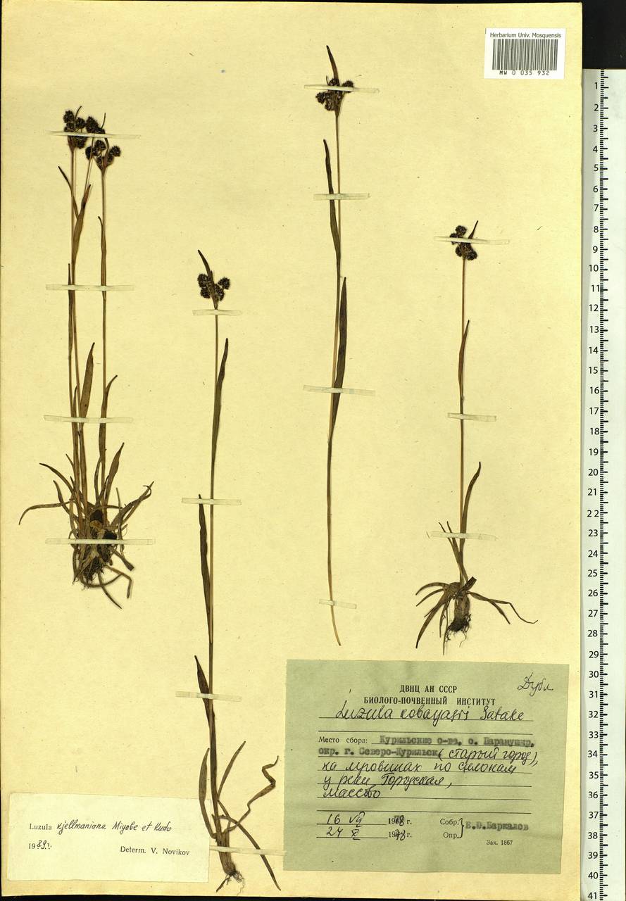 Luzula kjellmaniana Miyabe & Kudô, Siberia, Russian Far East (S6) (Russia)