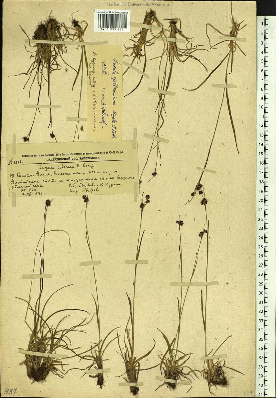 Luzula kjellmaniana Miyabe & Kudô, Siberia, Russian Far East (S6) (Russia)