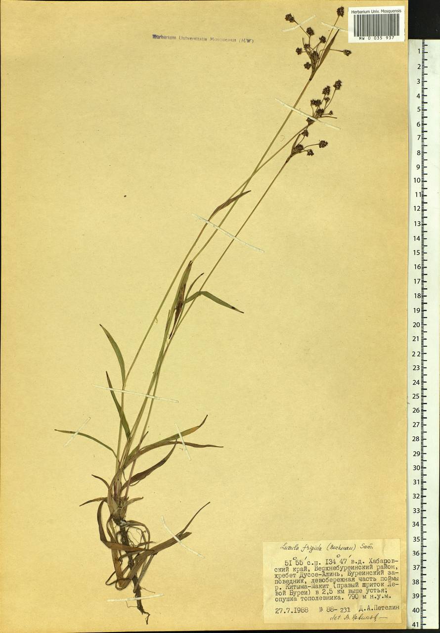 Luzula multiflora subsp. frigida (Buch.) V.I. Krecz., Siberia, Russian Far East (S6) (Russia)