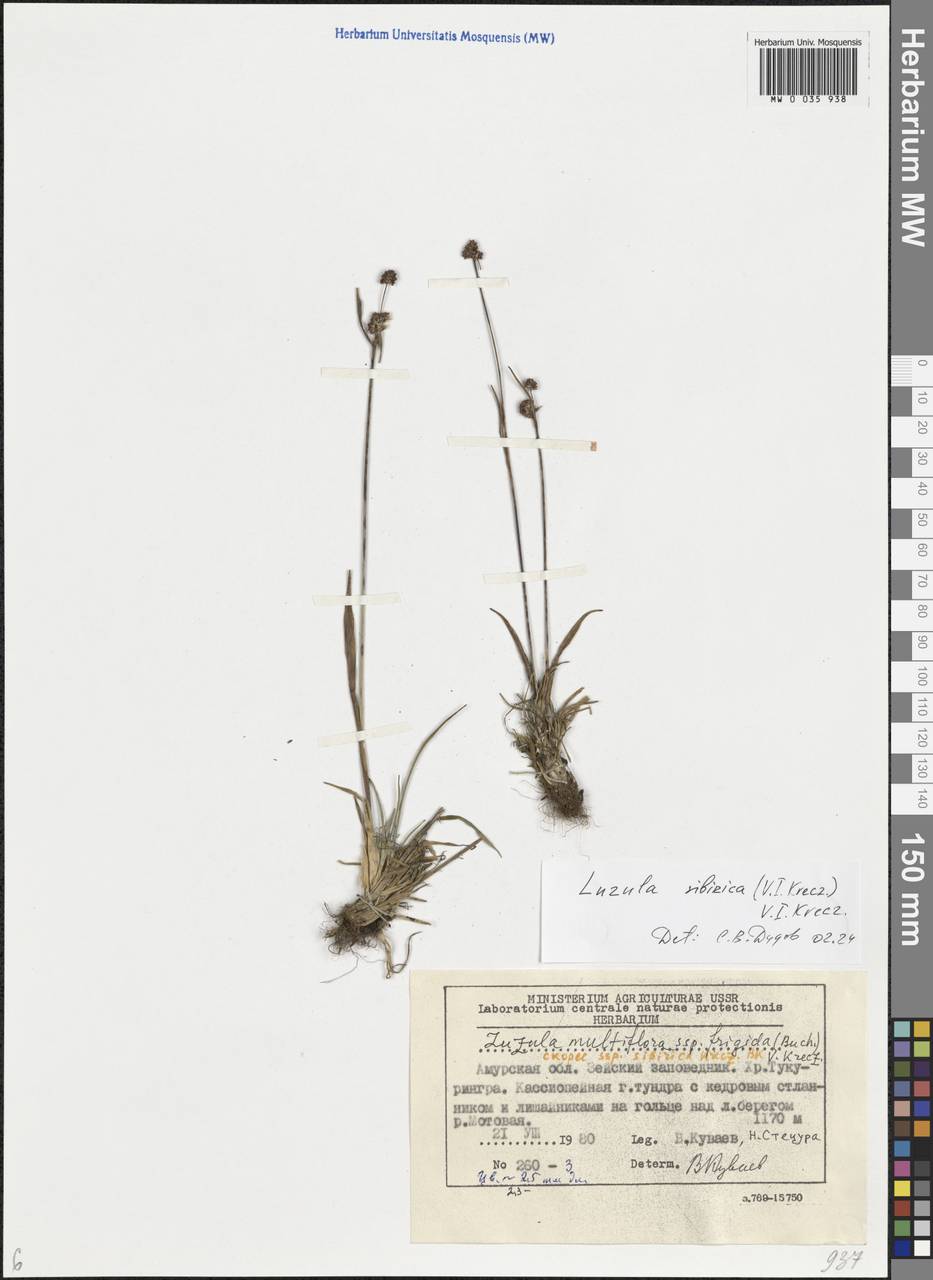 Luzula multiflora subsp. sibirica V. I. Krecz., Siberia, Russian Far East (S6) (Russia)