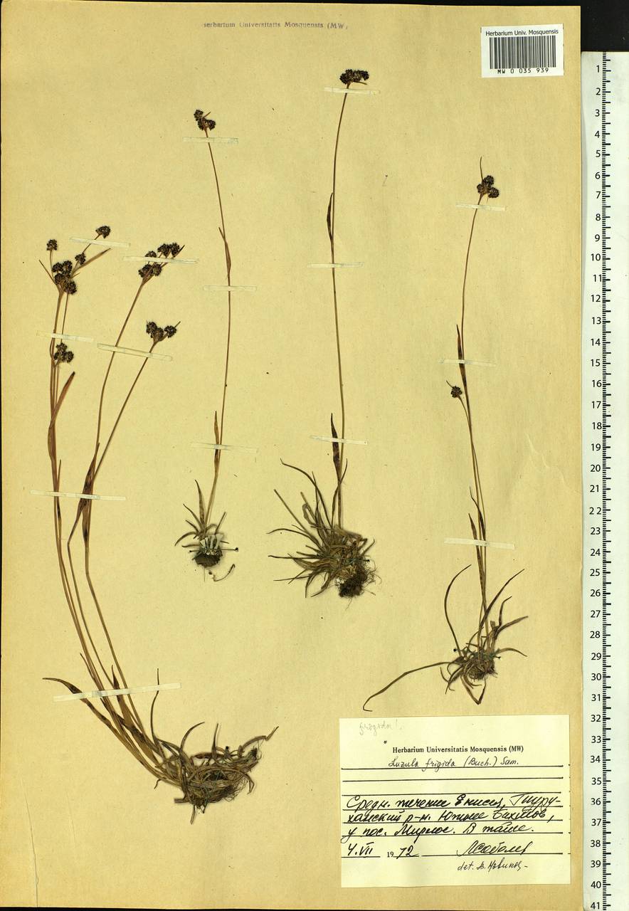 Luzula multiflora subsp. frigida (Buch.) V.I. Krecz., Siberia, Central Siberia (S3) (Russia)