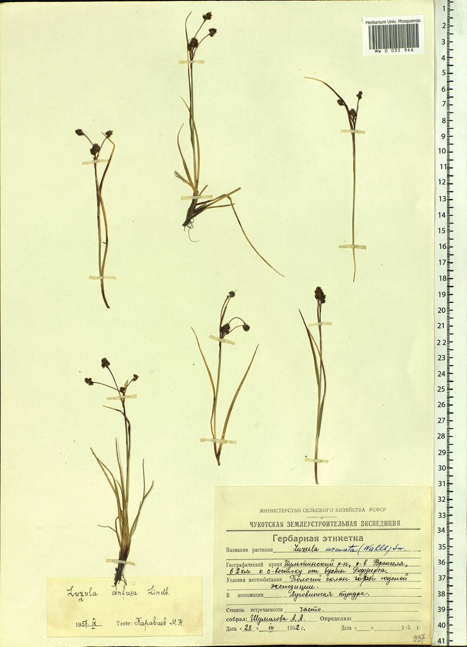 Luzula confusa Lindeb., Siberia, Chukotka & Kamchatka (S7) (Russia)