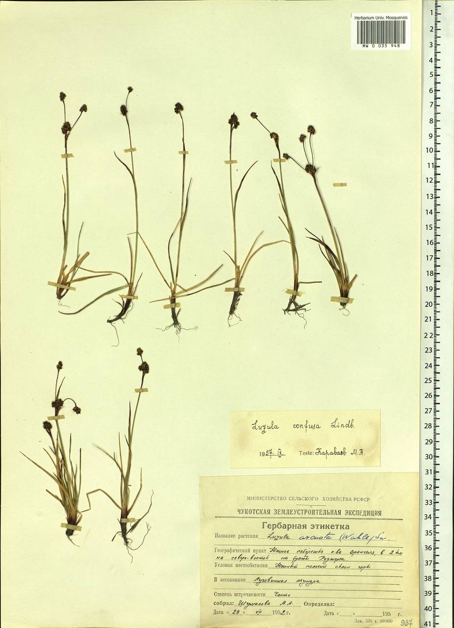 Luzula confusa Lindeb., Siberia, Chukotka & Kamchatka (S7) (Russia)