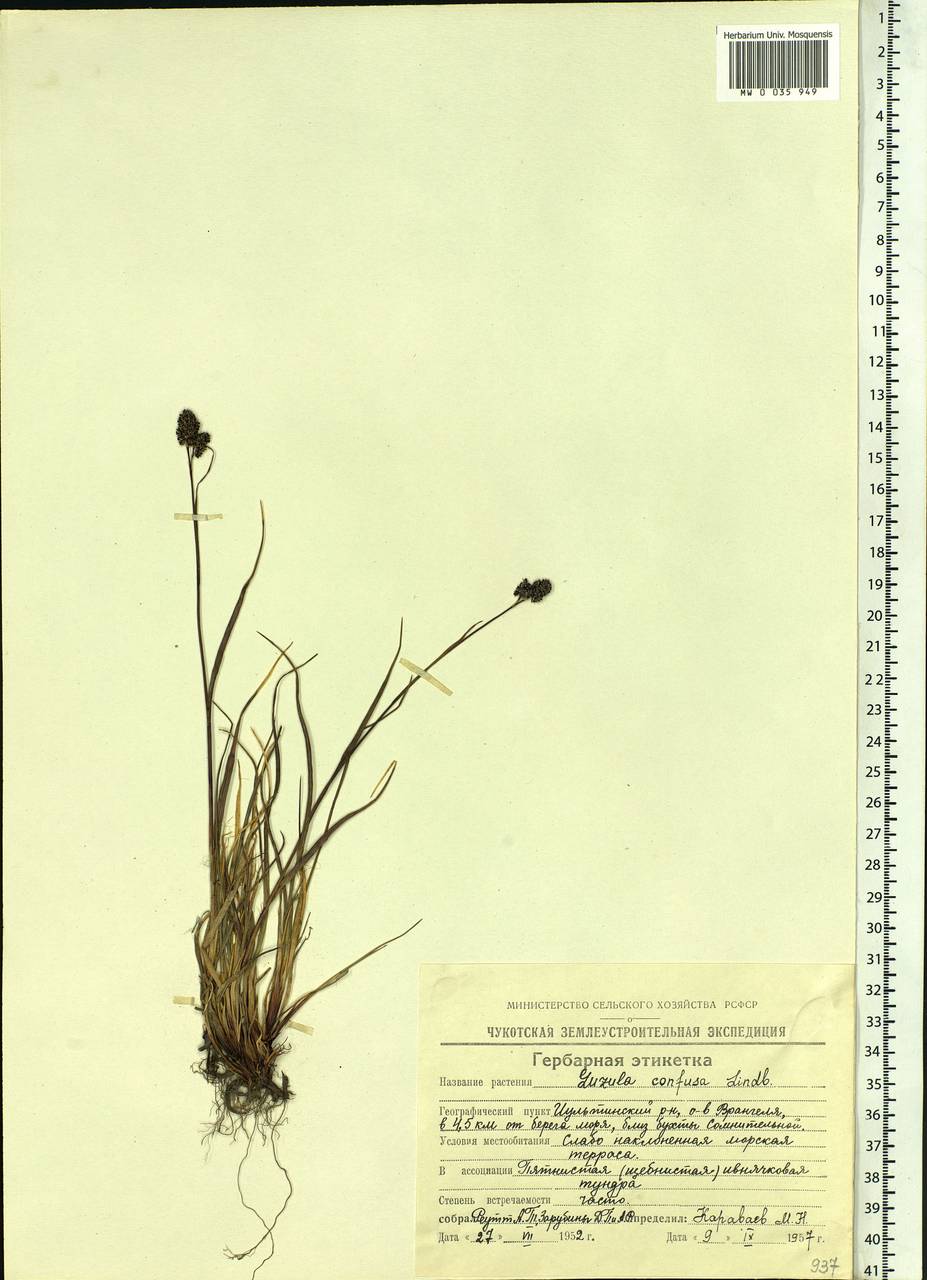 Luzula confusa Lindeb., Siberia, Chukotka & Kamchatka (S7) (Russia)