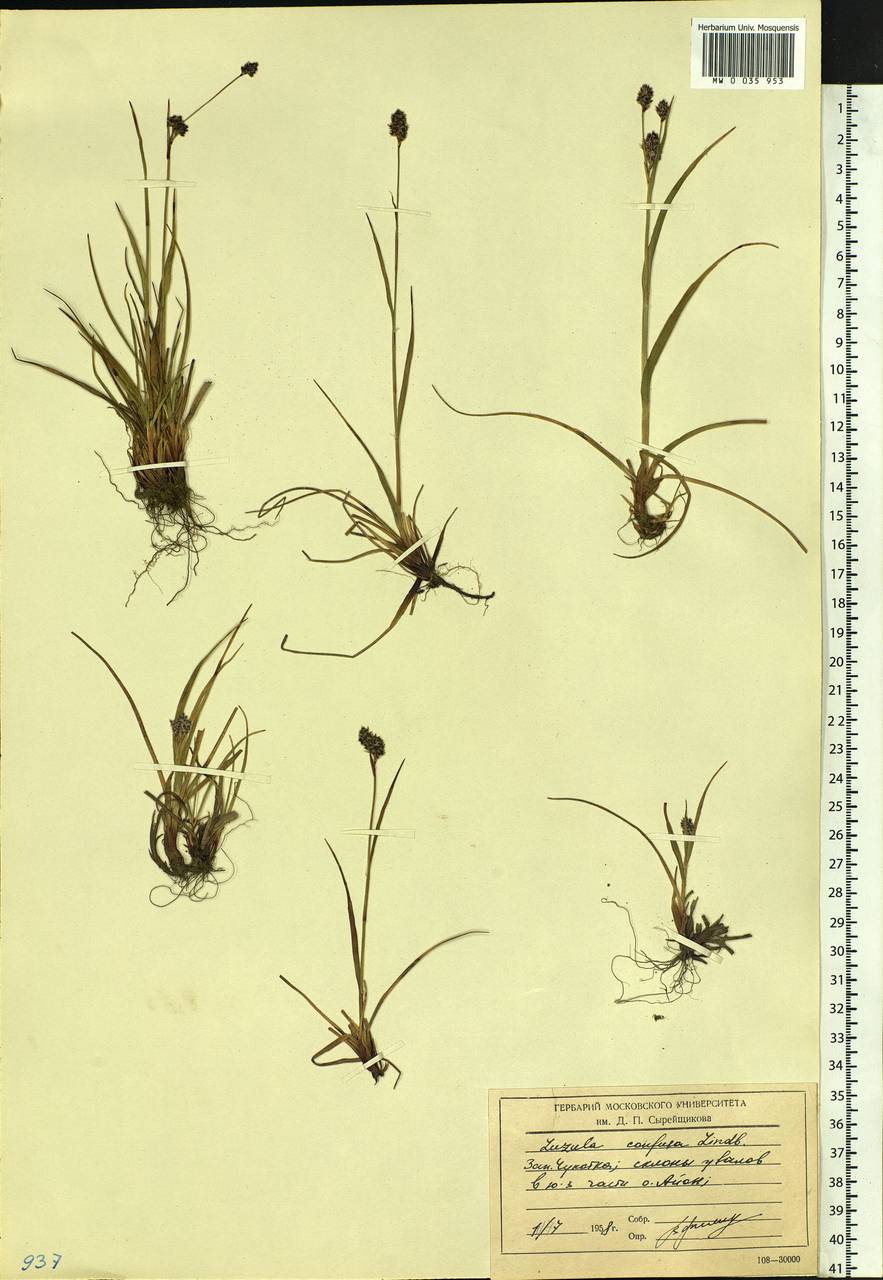 Luzula confusa Lindeb., Siberia, Chukotka & Kamchatka (S7) (Russia)