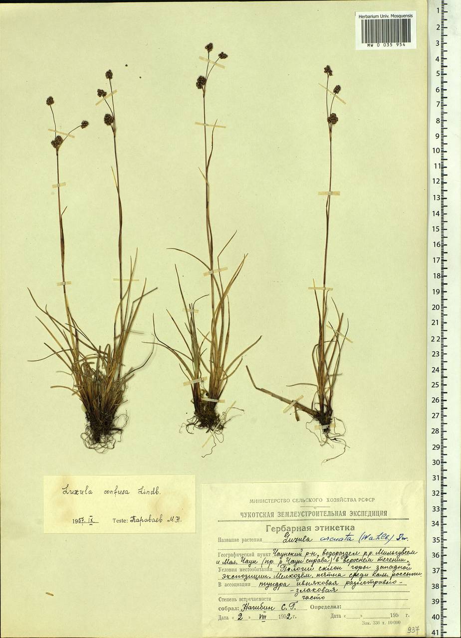 Luzula confusa Lindeb., Siberia, Chukotka & Kamchatka (S7) (Russia)