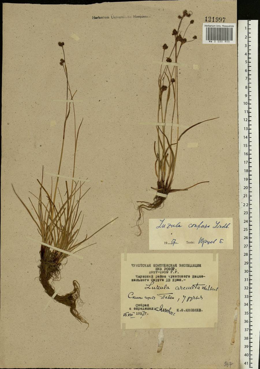 Luzula confusa Lindeb., Siberia, Chukotka & Kamchatka (S7) (Russia)