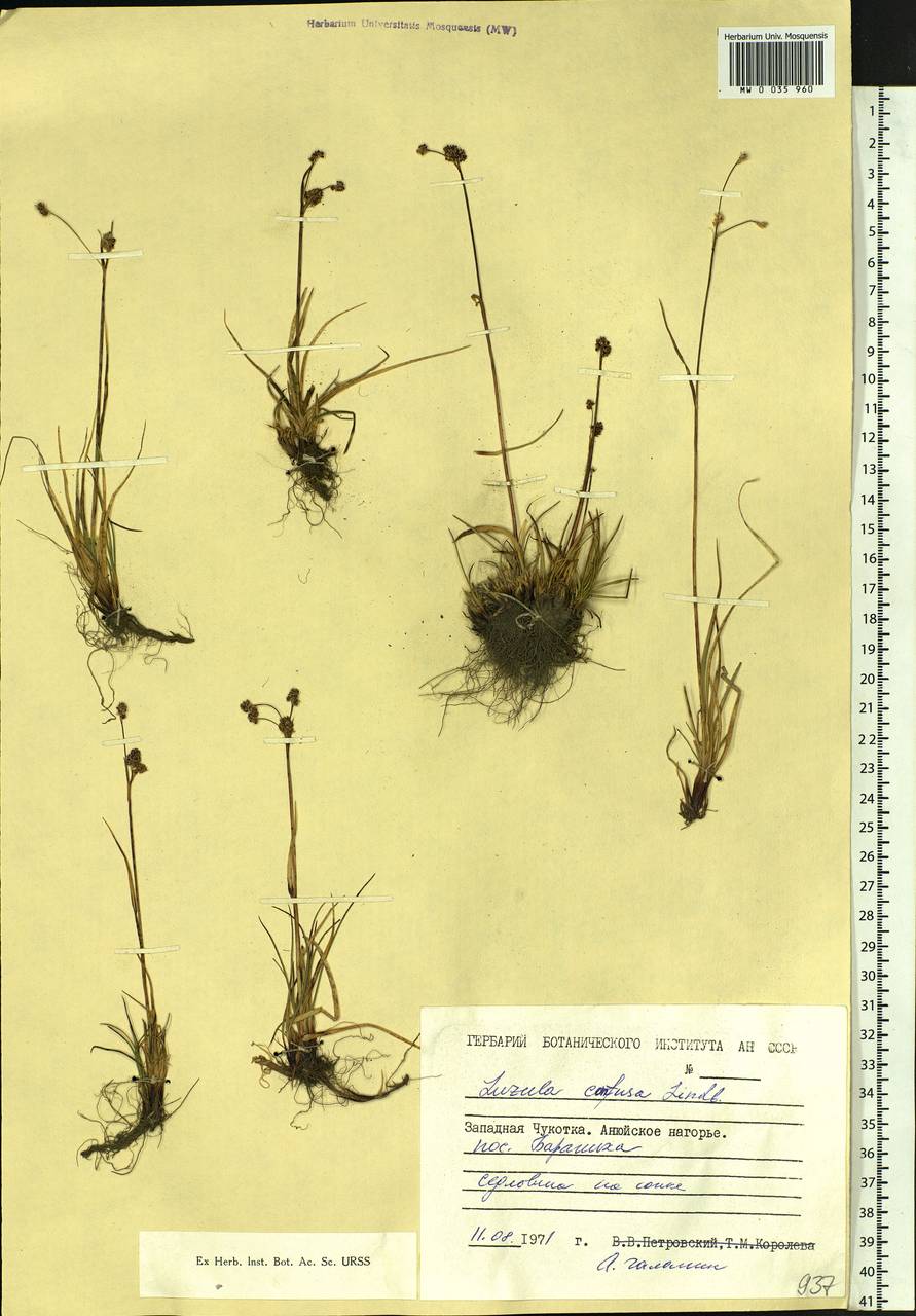 Luzula confusa Lindeb., Siberia, Chukotka & Kamchatka (S7) (Russia)