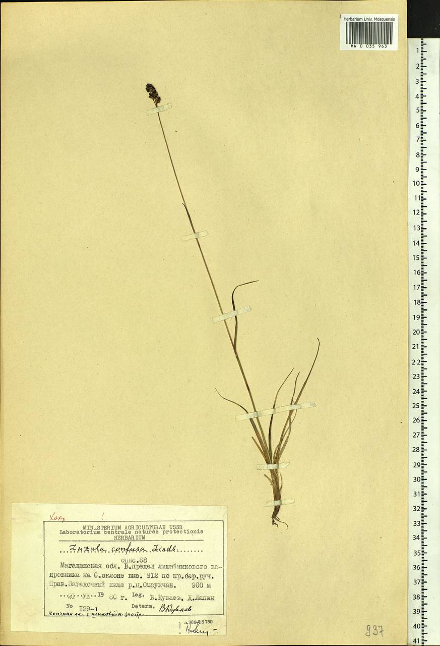 Luzula confusa Lindeb., Siberia, Chukotka & Kamchatka (S7) (Russia)