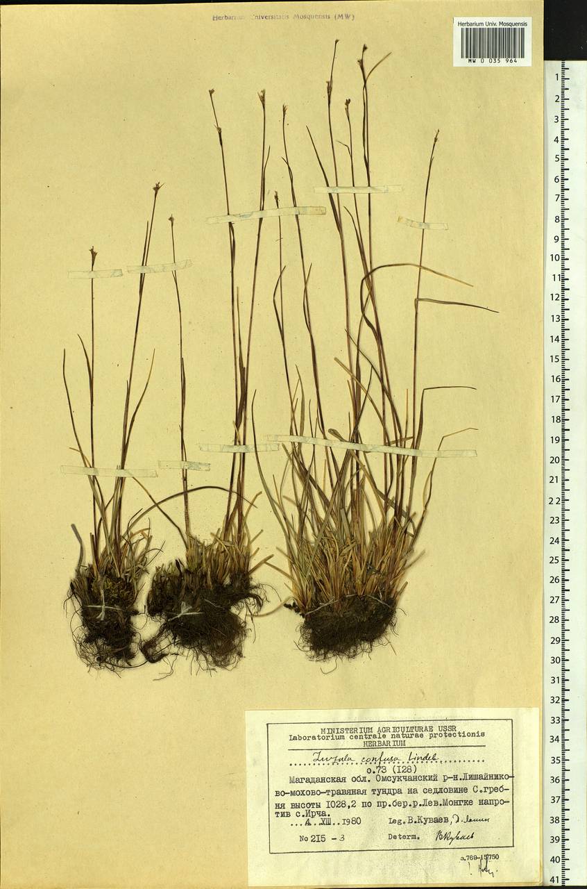 Luzula confusa Lindeb., Siberia, Chukotka & Kamchatka (S7) (Russia)