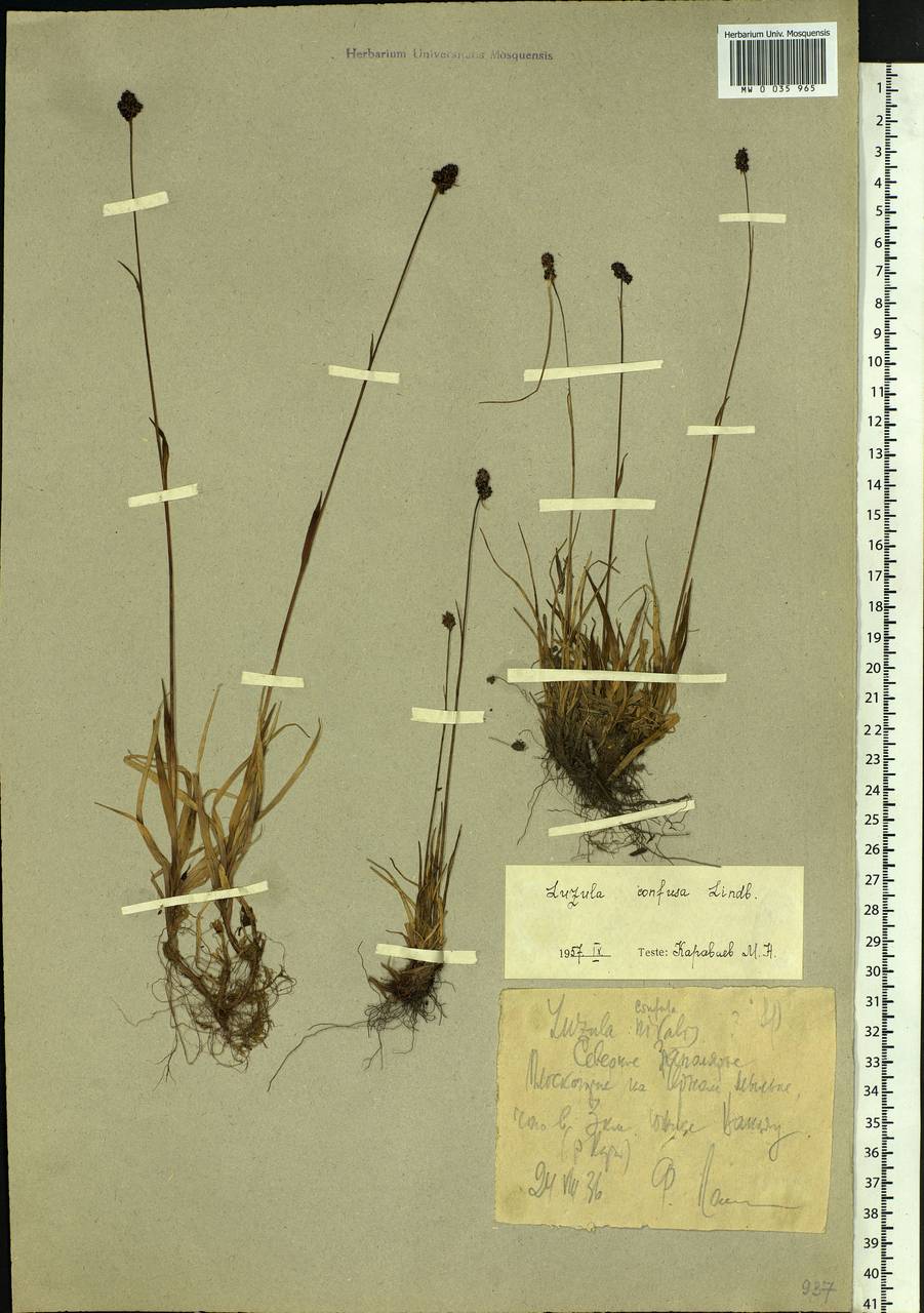 Luzula confusa Lindeb., Siberia, Western Siberia (S1) (Russia)