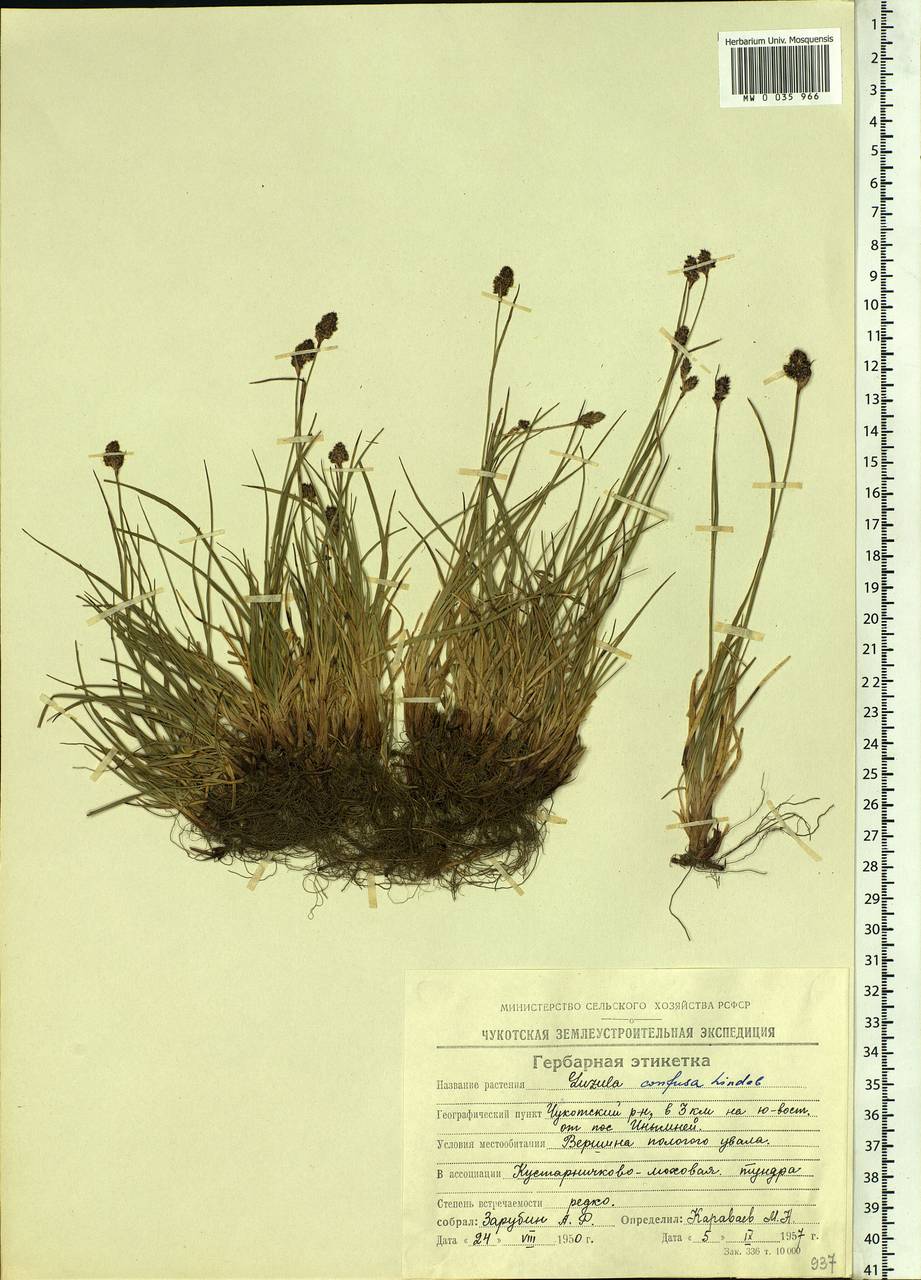 Luzula confusa Lindeb., Siberia, Chukotka & Kamchatka (S7) (Russia)