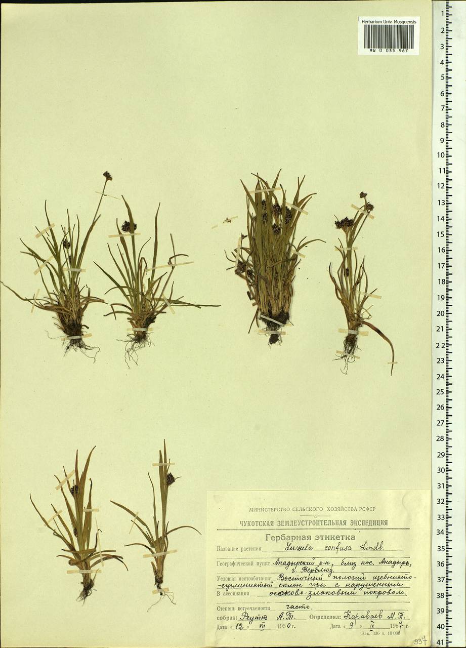 Luzula confusa Lindeb., Siberia, Chukotka & Kamchatka (S7) (Russia)