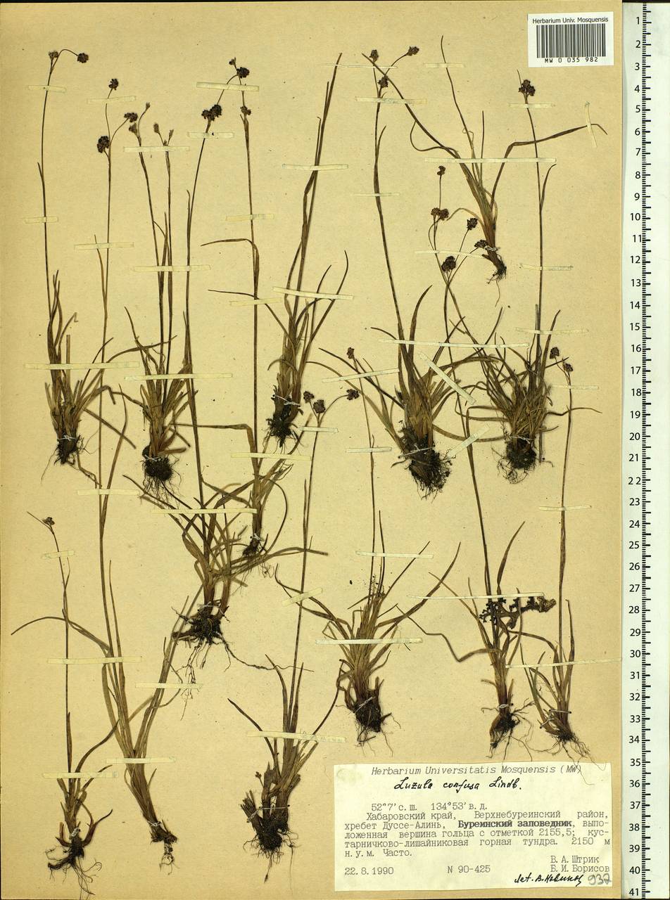 Luzula confusa Lindeb., Siberia, Russian Far East (S6) (Russia)