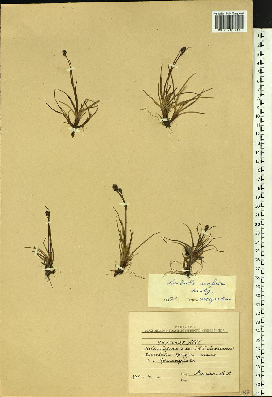 Luzula confusa Lindeb., Siberia, Yakutia (S5) (Russia)