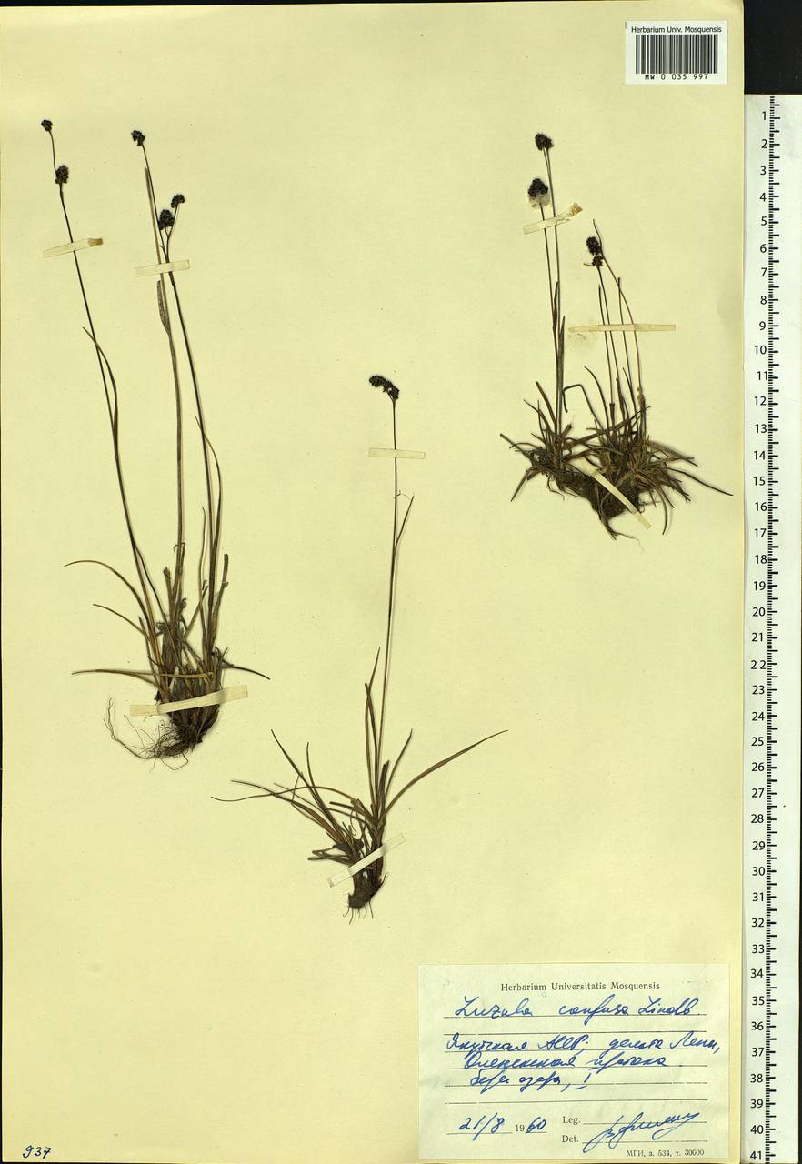 Luzula confusa Lindeb., Siberia, Yakutia (S5) (Russia)