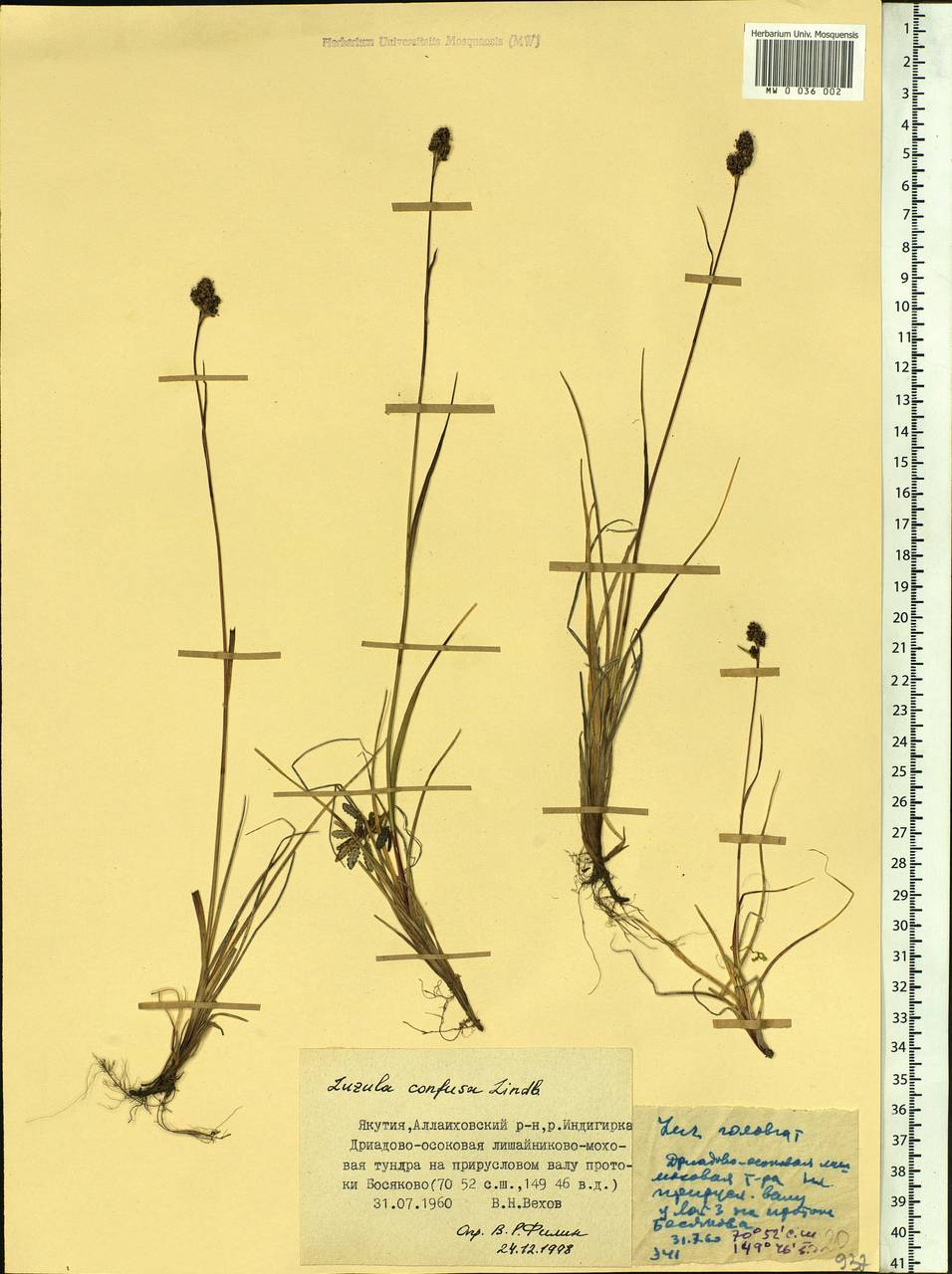 Luzula confusa Lindeb., Siberia, Yakutia (S5) (Russia)