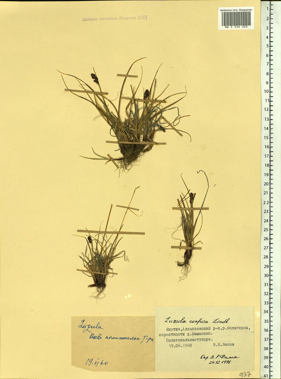 Luzula confusa Lindeb., Siberia, Yakutia (S5) (Russia)