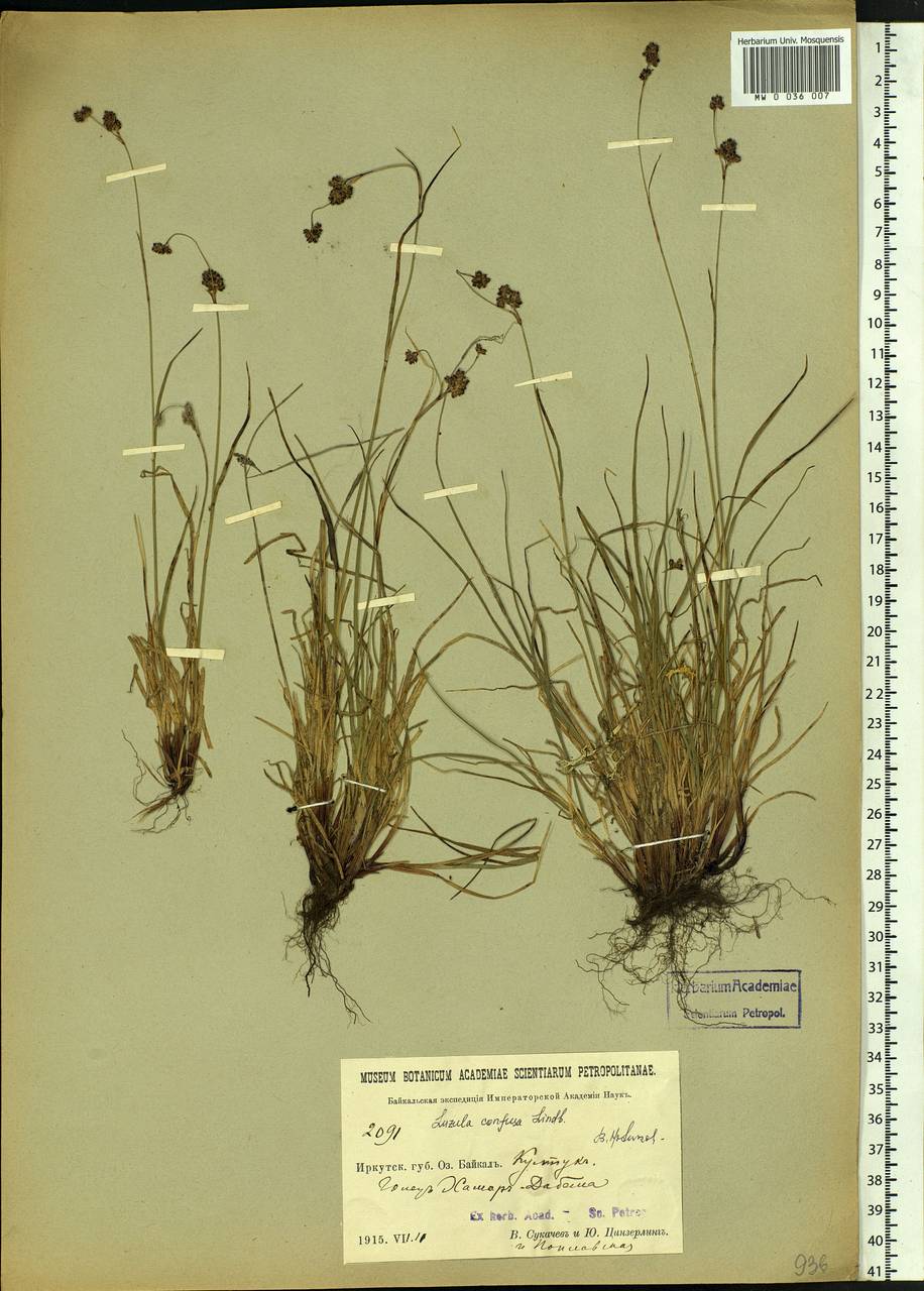 Luzula confusa Lindeb., Siberia, Baikal & Transbaikal region (S4) (Russia)