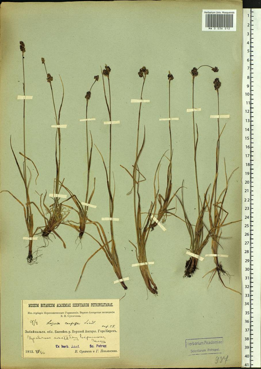 Luzula confusa Lindeb., Siberia, Baikal & Transbaikal region (S4) (Russia)