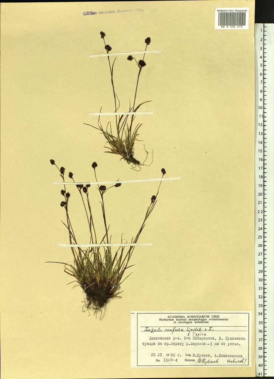 Luzula confusa Lindeb., Siberia, Central Siberia (S3) (Russia)
