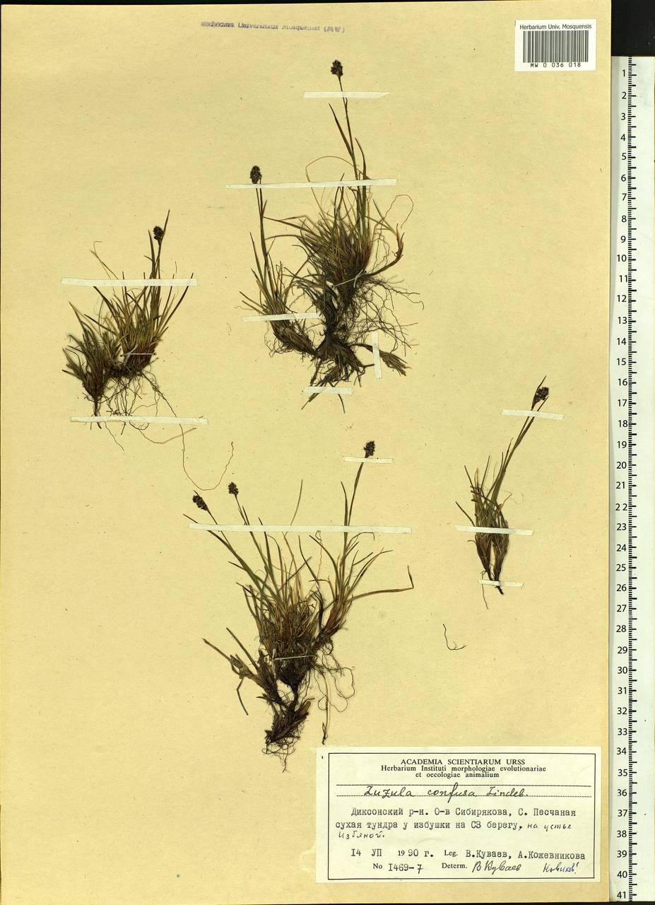 Luzula confusa Lindeb., Siberia, Central Siberia (S3) (Russia)