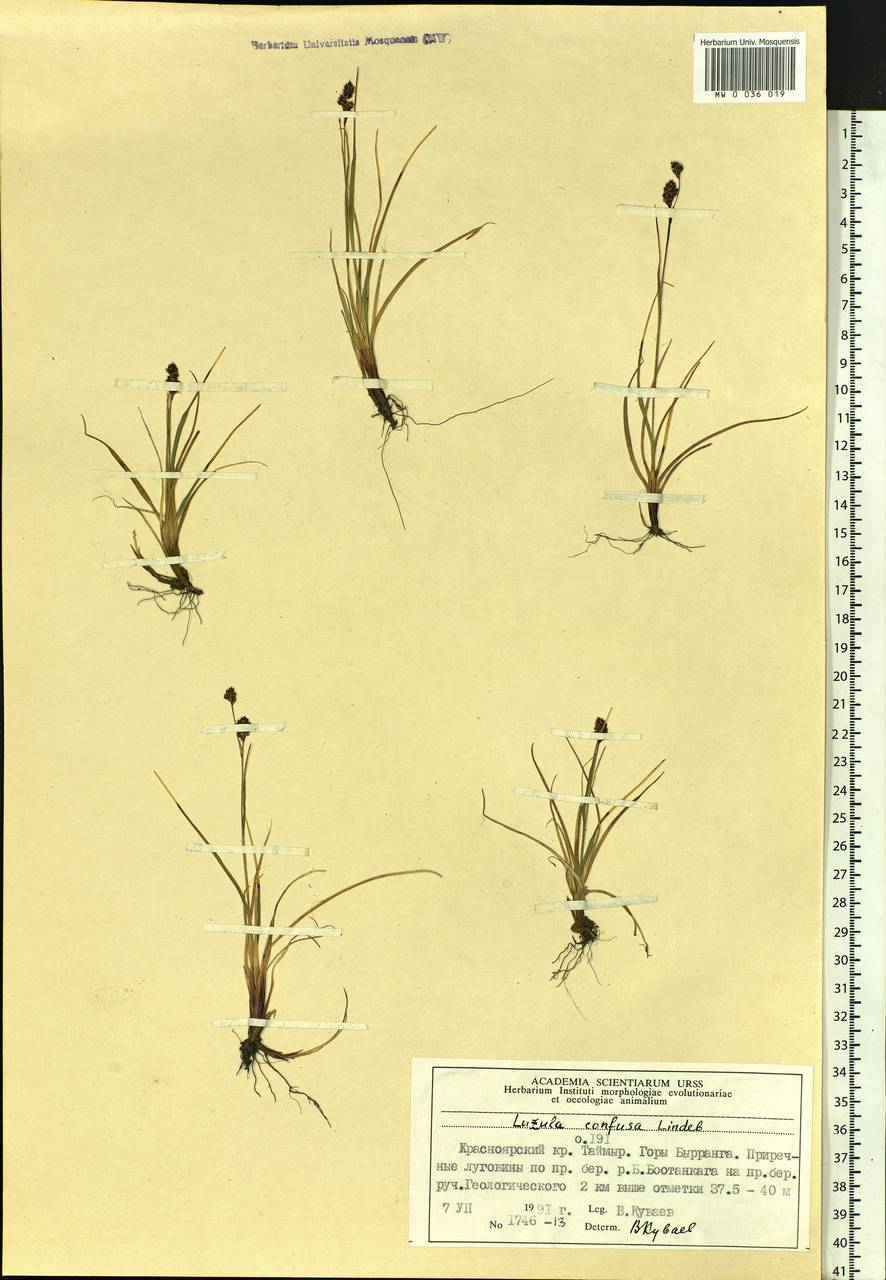 Luzula confusa Lindeb., Siberia, Central Siberia (S3) (Russia)