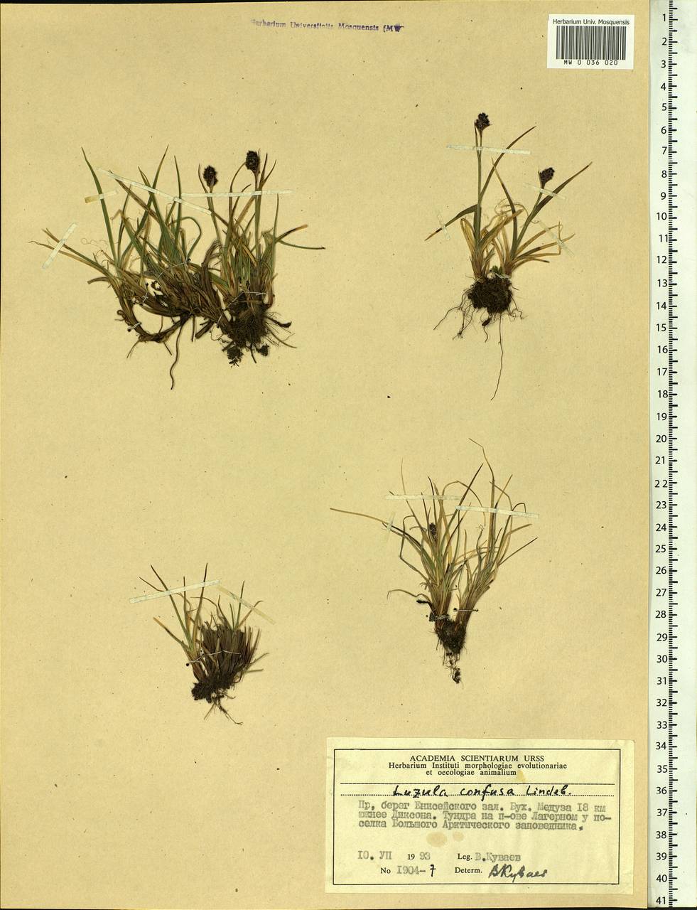 Luzula confusa Lindeb., Siberia, Central Siberia (S3) (Russia)