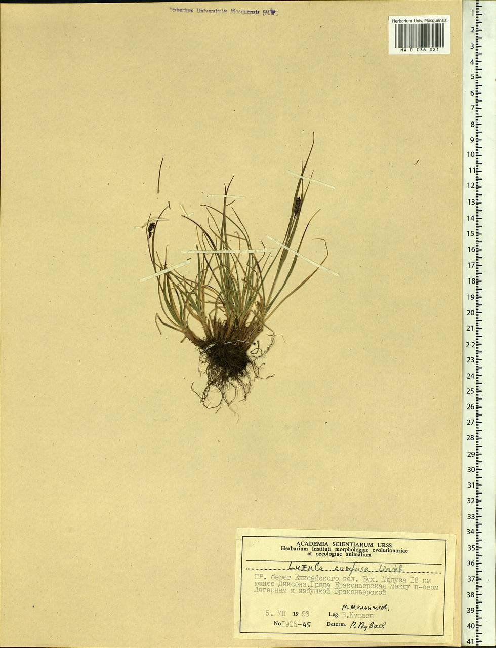 Luzula confusa Lindeb., Siberia, Central Siberia (S3) (Russia)