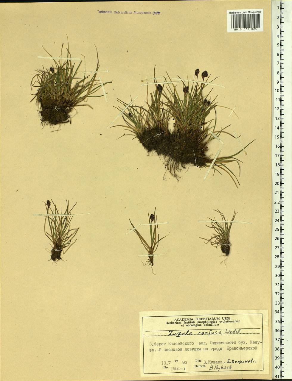 Luzula confusa Lindeb., Siberia, Central Siberia (S3) (Russia)