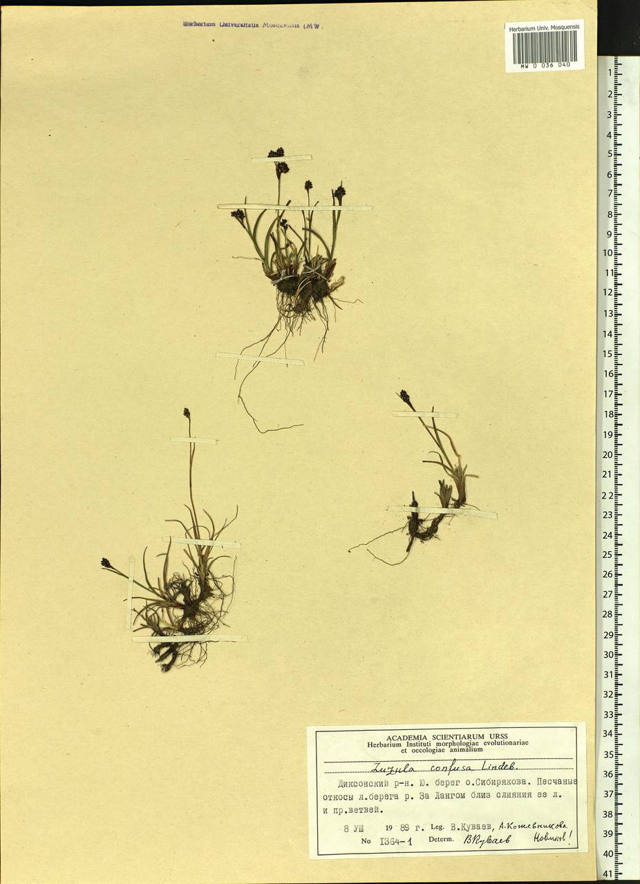 Luzula confusa Lindeb., Siberia, Central Siberia (S3) (Russia)