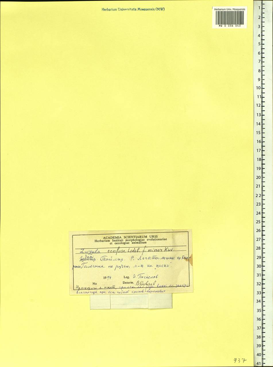 Luzula confusa Lindeb., Siberia, Central Siberia (S3) (Russia)