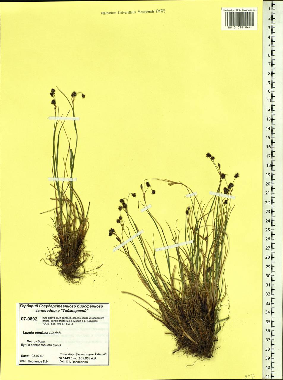 Luzula confusa Lindeb., Siberia, Central Siberia (S3) (Russia)