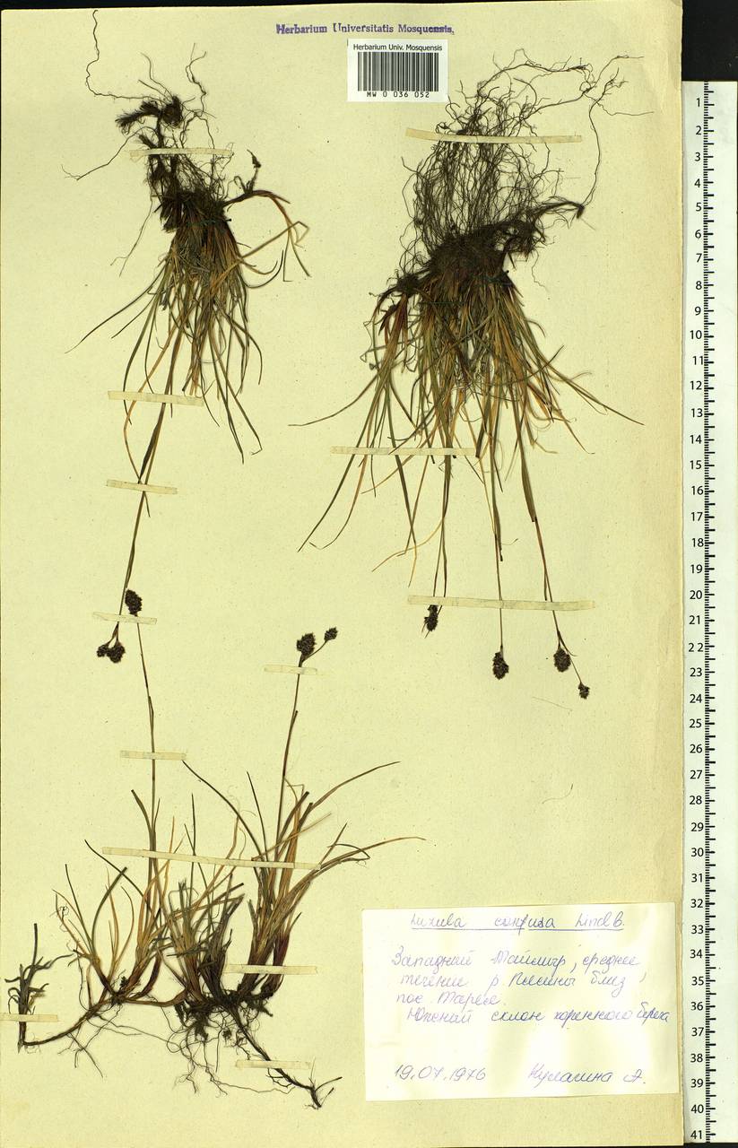 Luzula confusa Lindeb., Siberia, Central Siberia (S3) (Russia)