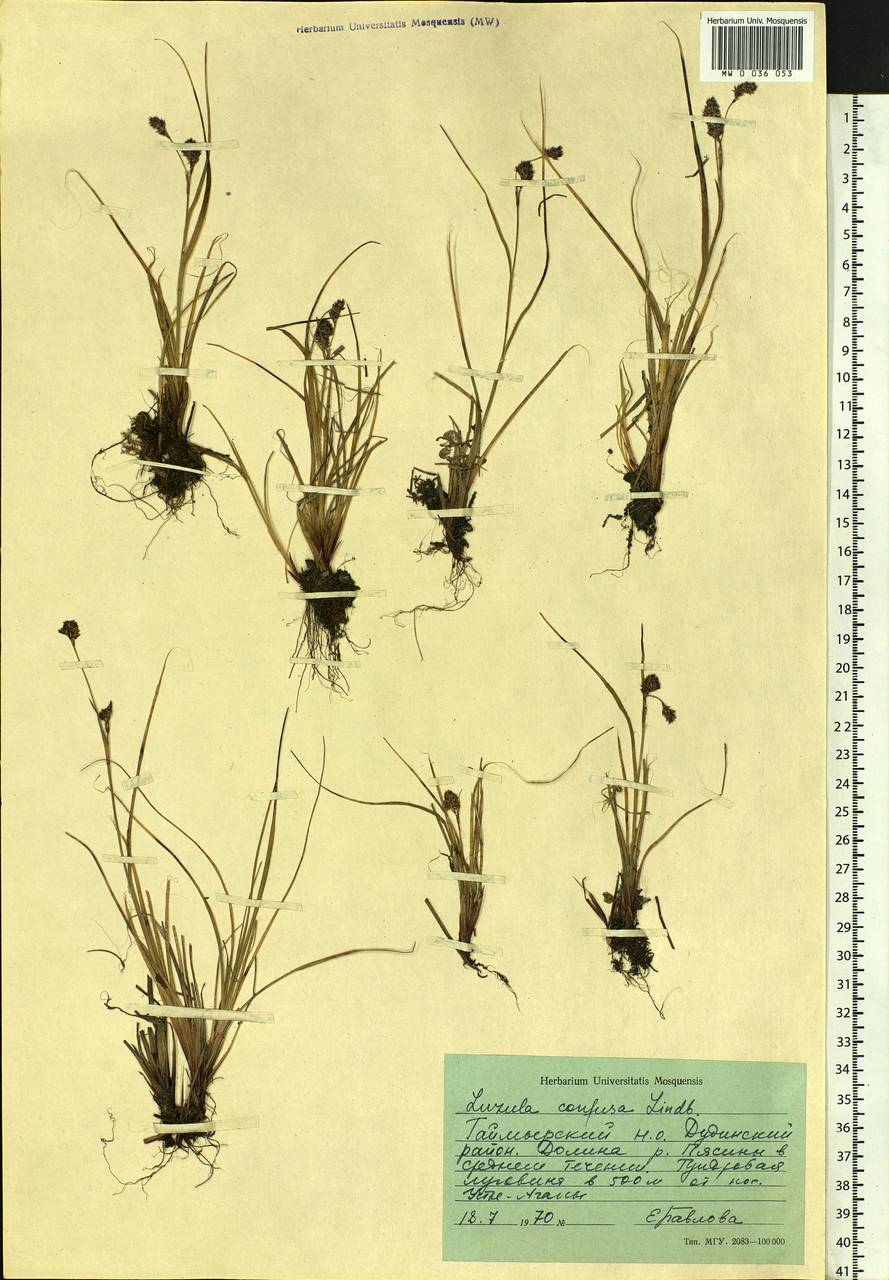 Luzula confusa Lindeb., Siberia, Central Siberia (S3) (Russia)