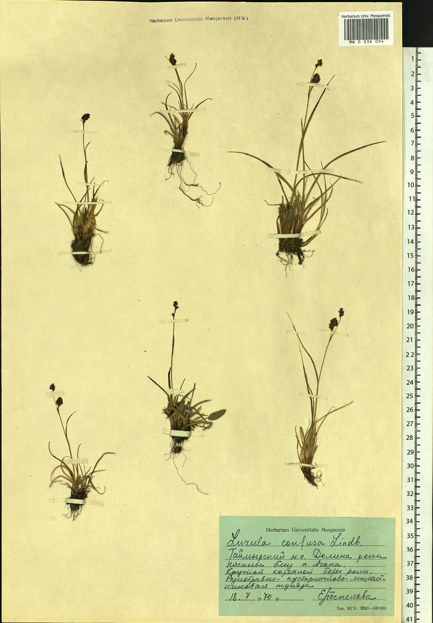 Luzula confusa Lindeb., Siberia, Central Siberia (S3) (Russia)