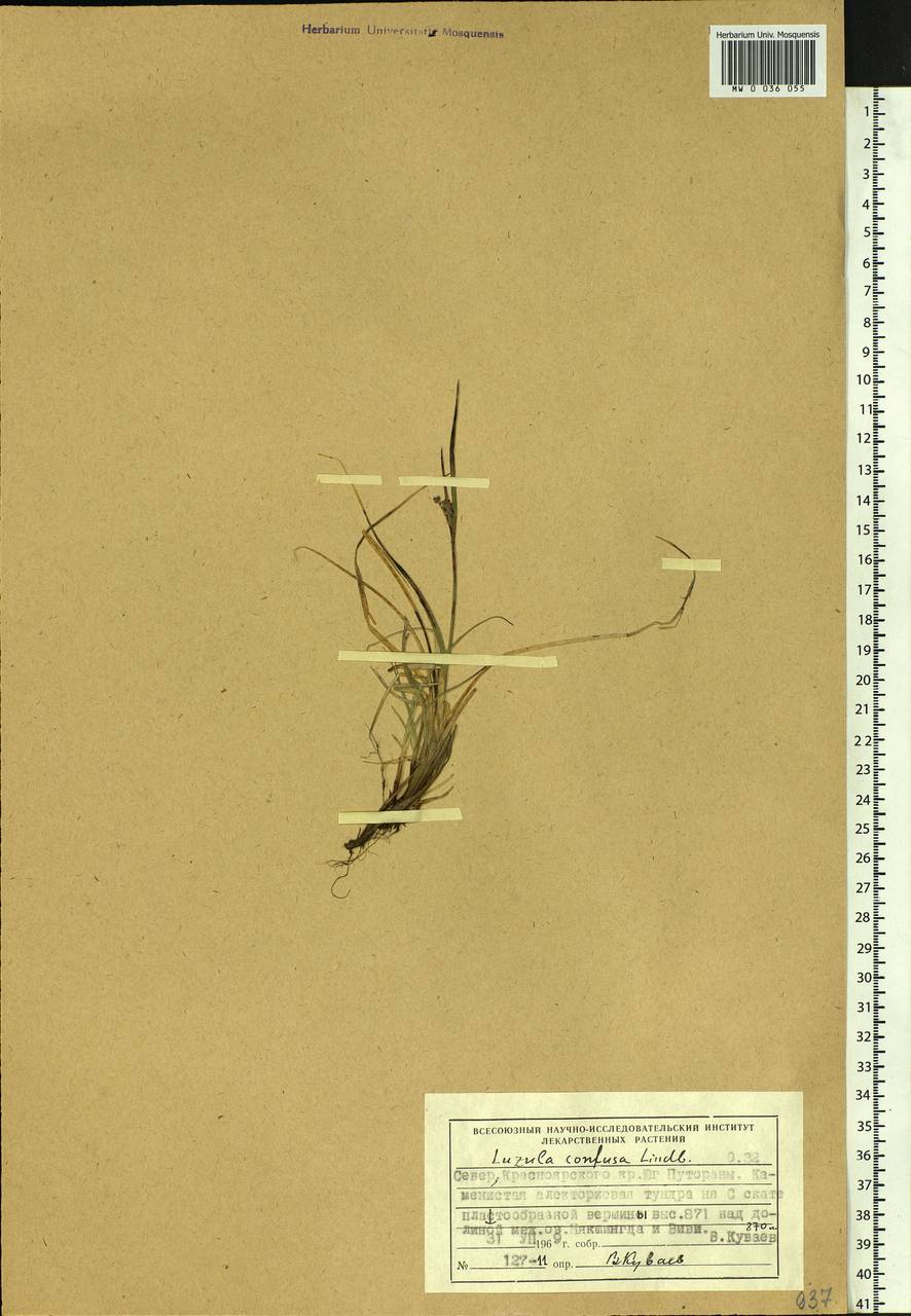 Luzula confusa Lindeb., Siberia, Central Siberia (S3) (Russia)
