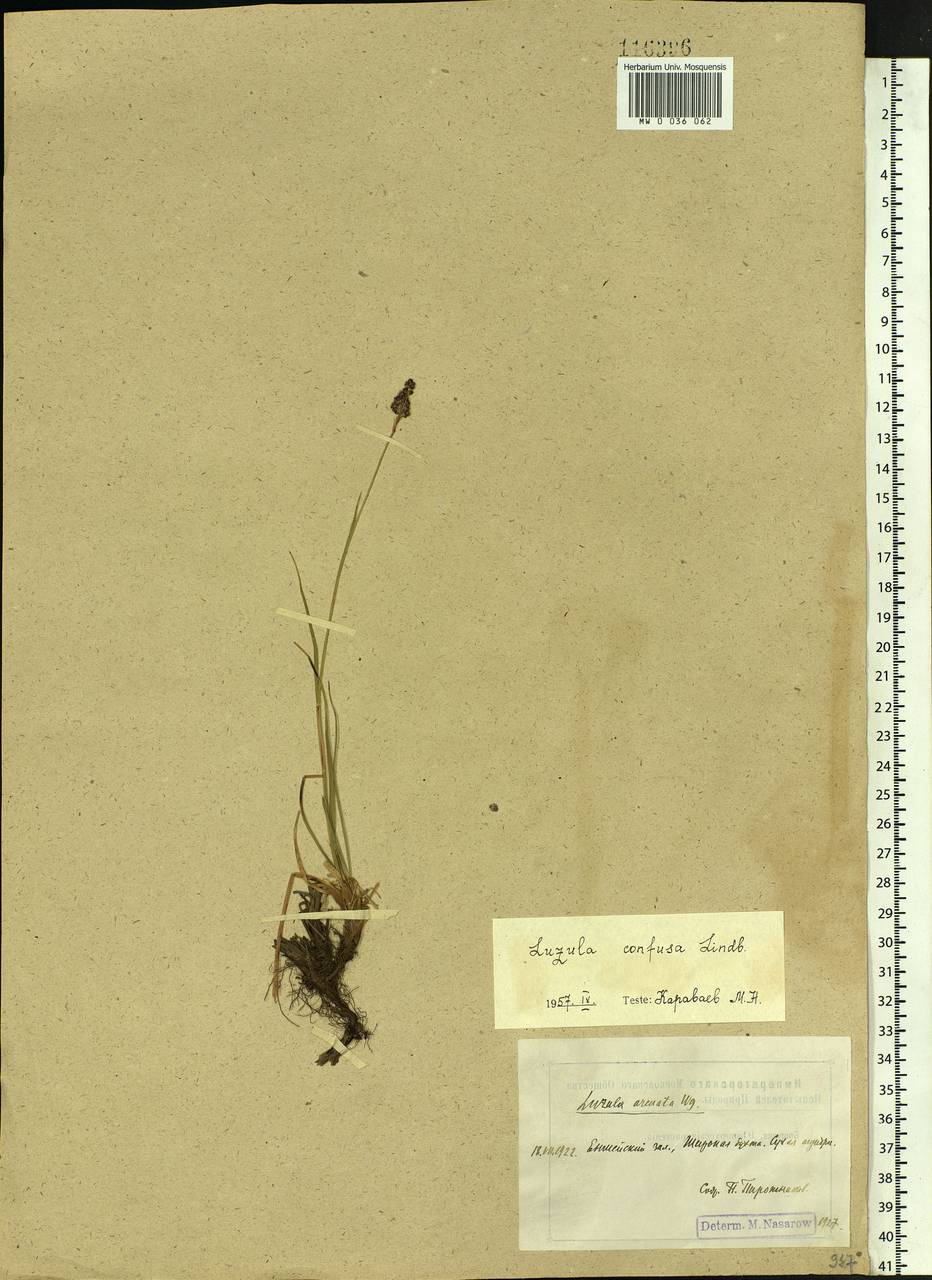 Luzula confusa Lindeb., Siberia, Central Siberia (S3) (Russia)