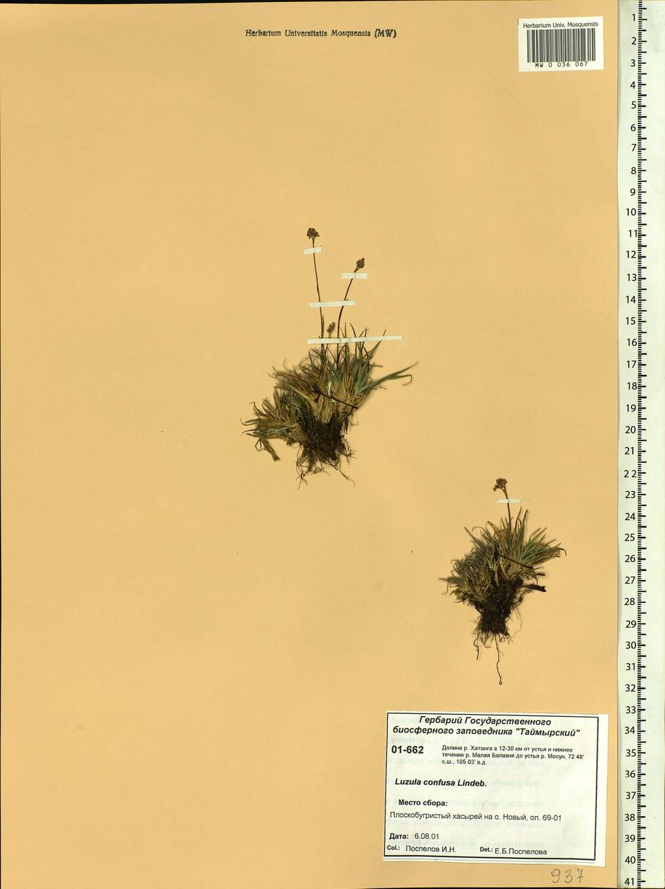 Luzula confusa Lindeb., Siberia, Central Siberia (S3) (Russia)