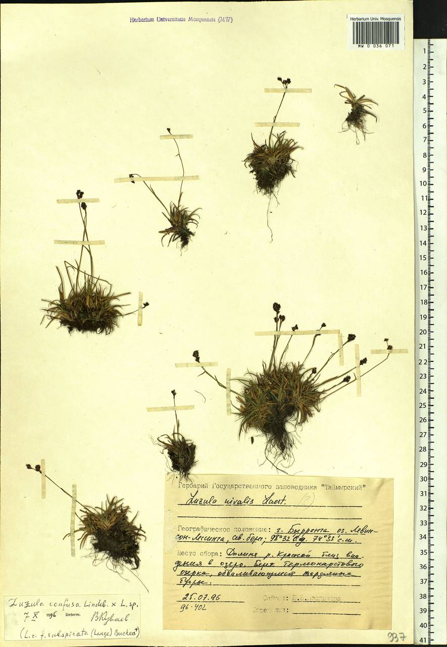 Luzula confusa Lindeb., Siberia, Central Siberia (S3) (Russia)
