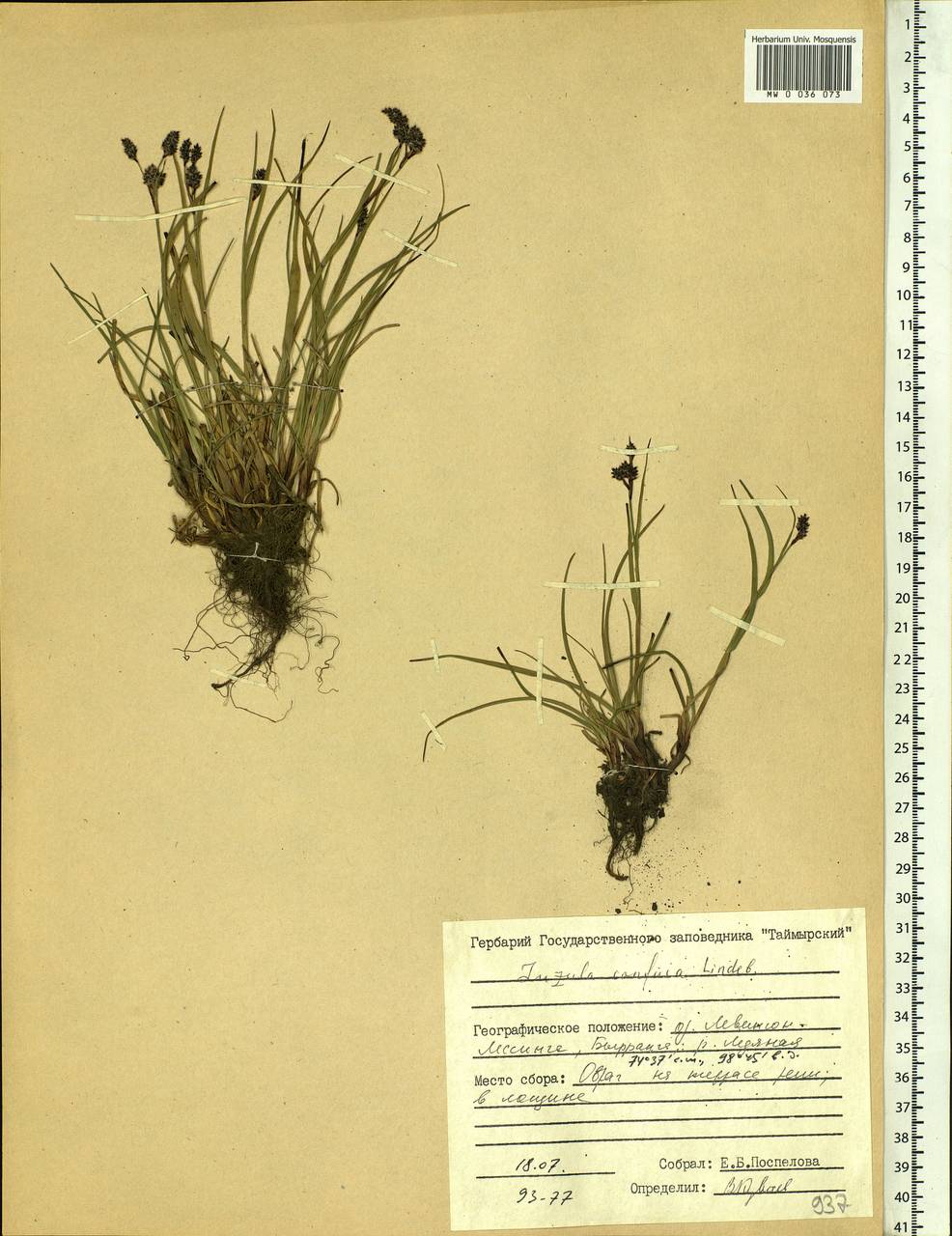 Luzula confusa Lindeb., Siberia, Central Siberia (S3) (Russia)