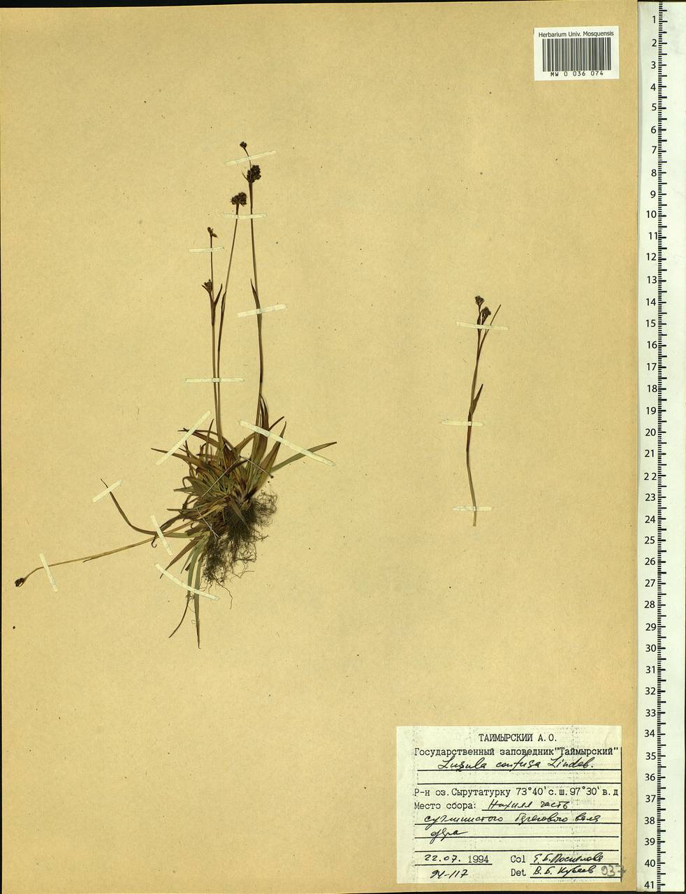 Luzula confusa Lindeb., Siberia, Central Siberia (S3) (Russia)