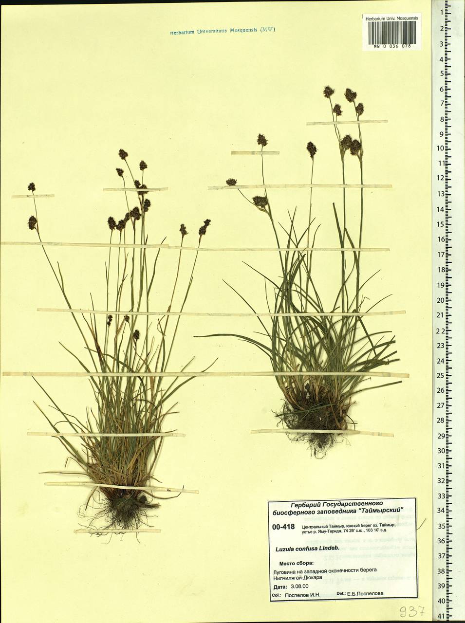 Luzula confusa Lindeb., Siberia, Central Siberia (S3) (Russia)