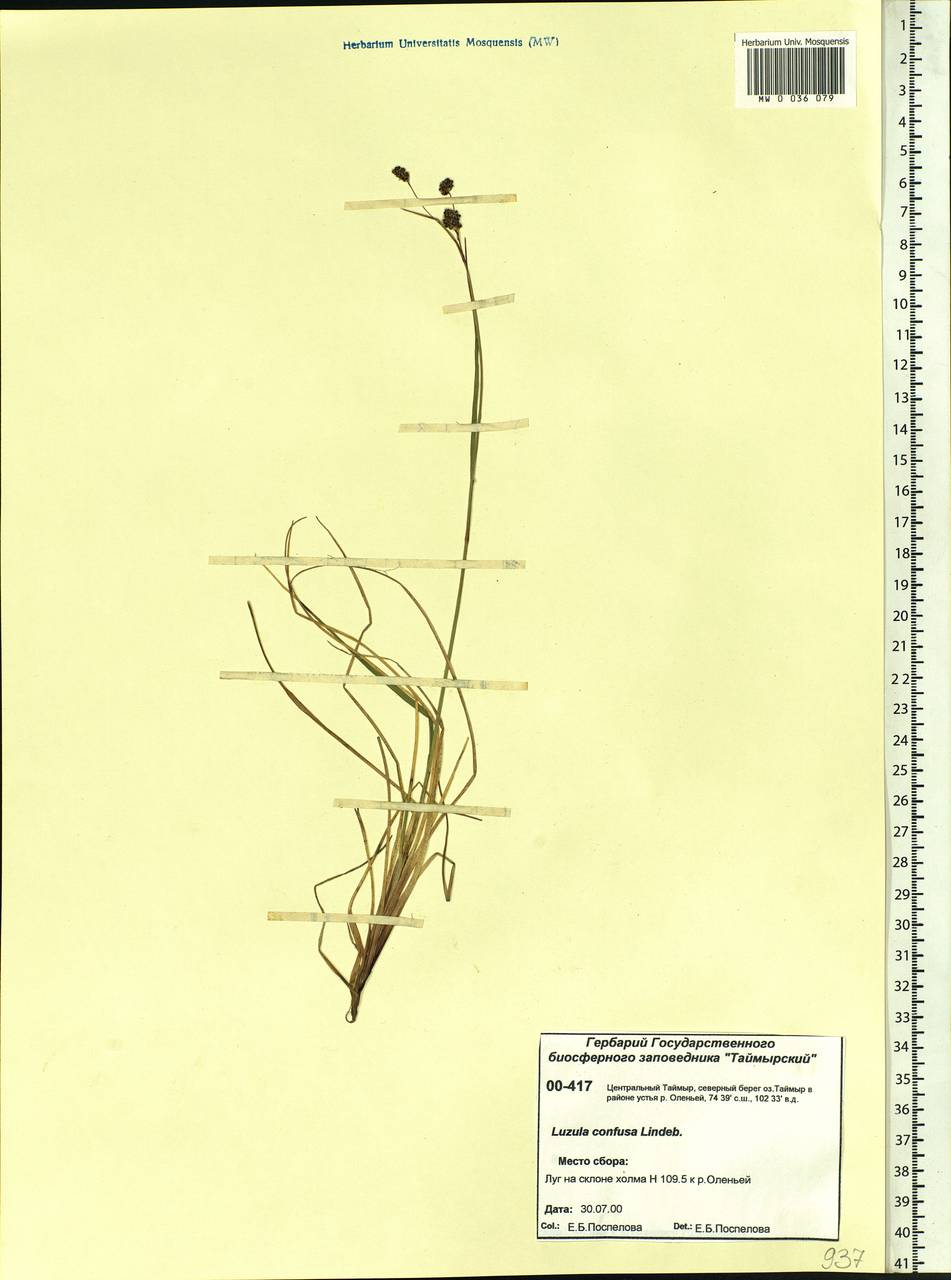 Luzula confusa Lindeb., Siberia, Central Siberia (S3) (Russia)