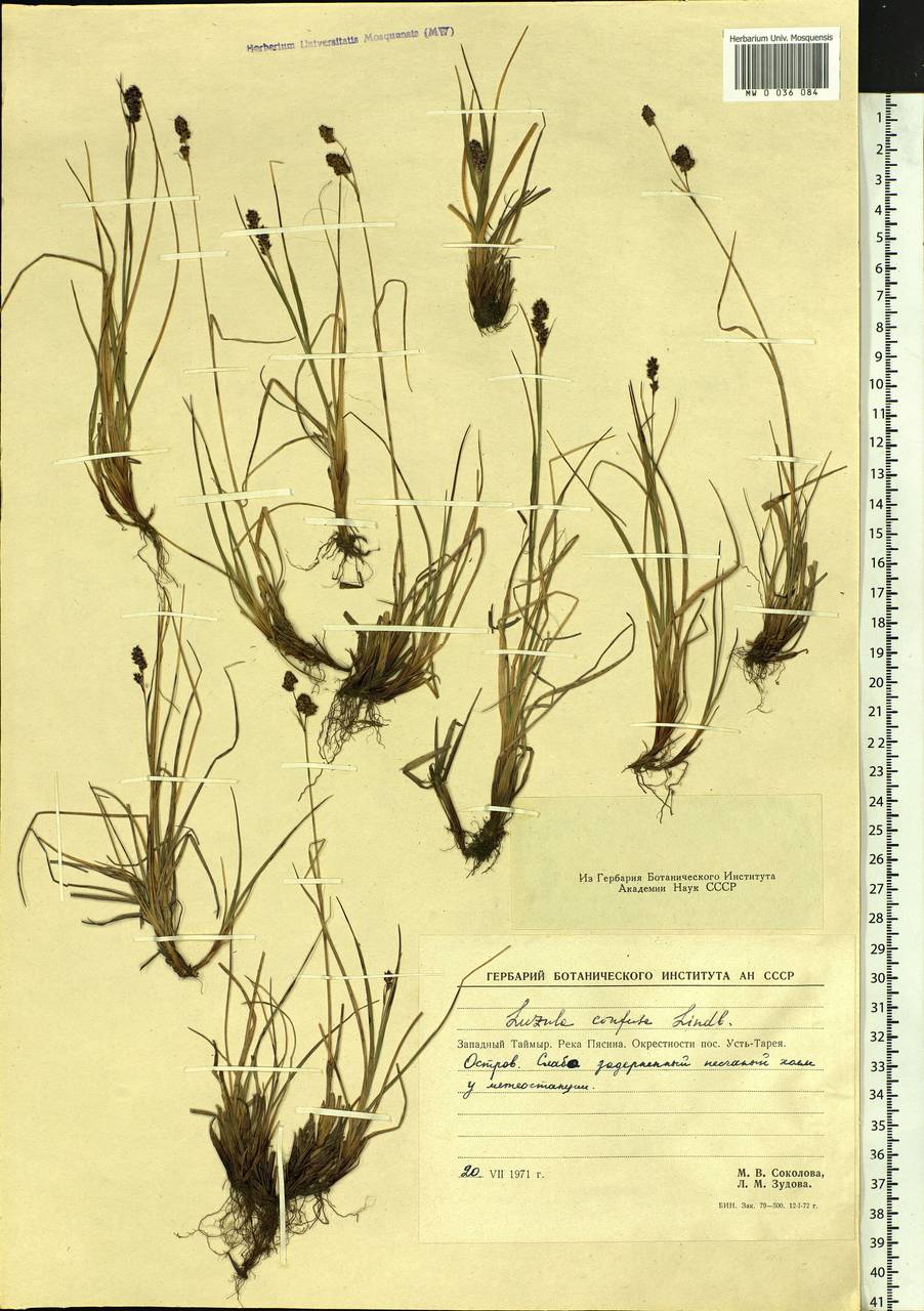 Luzula confusa Lindeb., Siberia, Central Siberia (S3) (Russia)