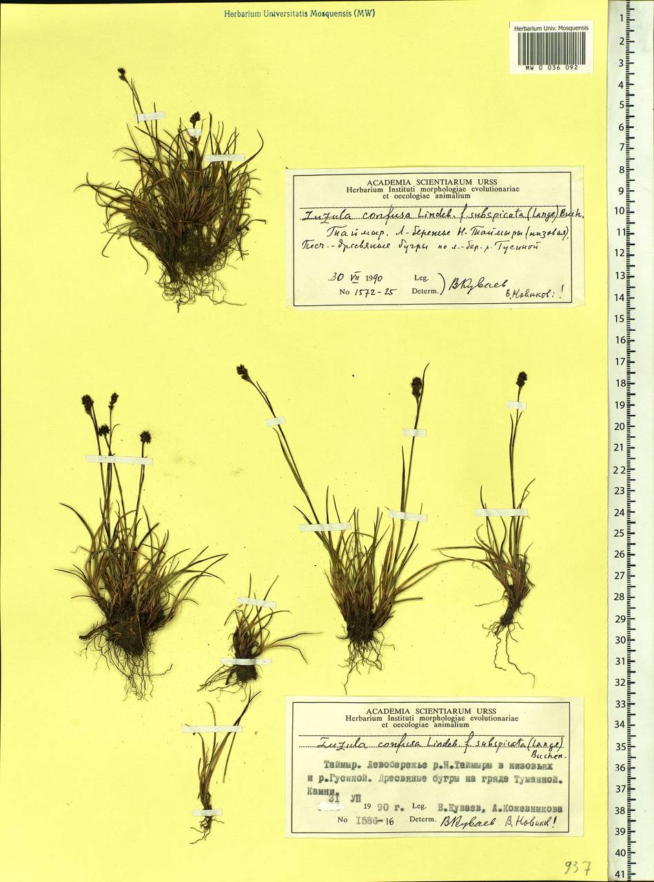 Luzula confusa Lindeb., Siberia, Central Siberia (S3) (Russia)